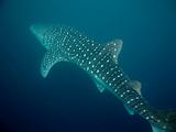 Djibouti - Whale Shark - 15